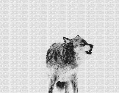 turkish wolf - Darmowy animowany GIF