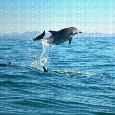 dolphin love - PNG gratuit