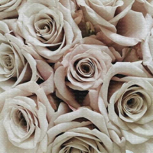 White Roses - Free PNG