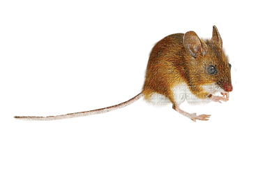 mouse katrin - darmowe png