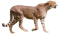 Kaz_Creations Cheetah - фрее пнг