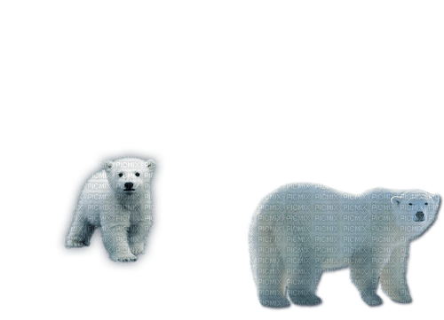 björnar--bears - png ฟรี