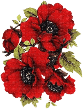 soave deco flowers branch poppy red - zdarma png