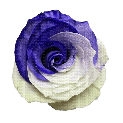 Purple/White Rose - 無料png