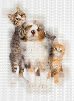 Tiere pets animaux - 免费动画 GIF