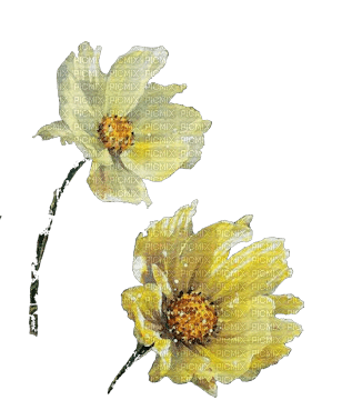 Flowers Tulips - darmowe png
