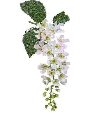 flowers white bp - Gratis animeret GIF