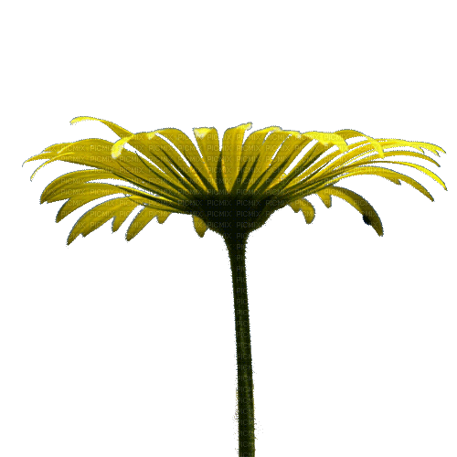 yellow flower animated - Kostenlose animierte GIFs