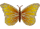 Papillon ** - GIF animado grátis