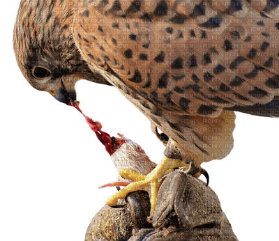 falcon, haukka, lintu, bird - png gratis