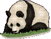 panda bear - GIF เคลื่อนไหวฟรี