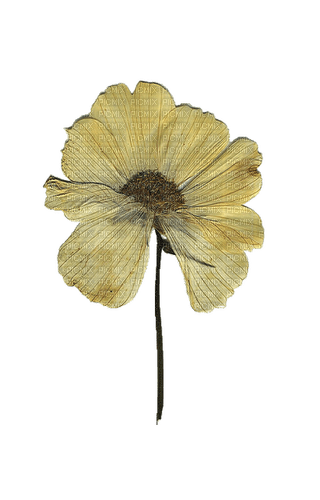 dry flower Bb2 - Free PNG