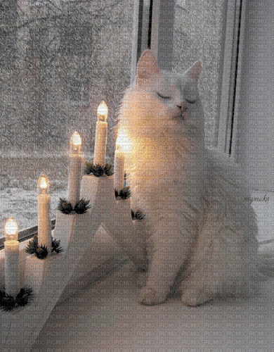 Katze am Fenster - Безплатен анимиран GIF