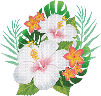 hibiscus - PNG gratuit