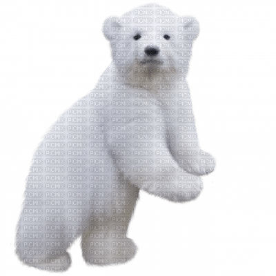 polar bear bp - безплатен png