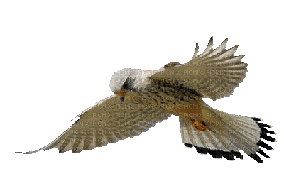 птицыгуля - 免费动画 GIF