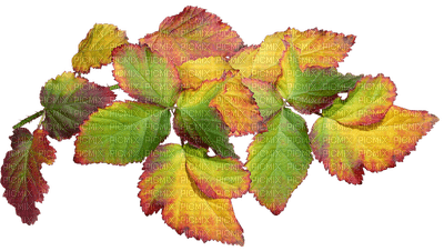 leaves lehdet leave syksy autumn sisustus decor - gratis png