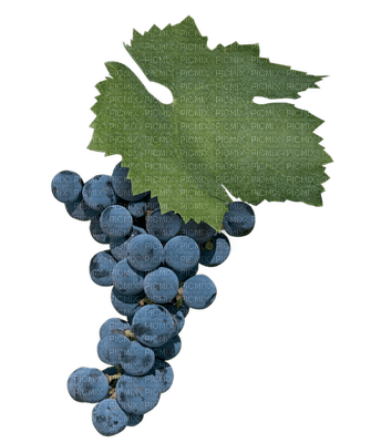 grapes bp - 免费PNG