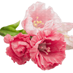 blommor-flowers-rosa - png ฟรี