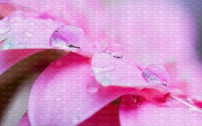 rosée - darmowe png
