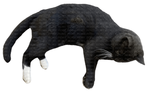 Tuxedo cat - ilmainen png