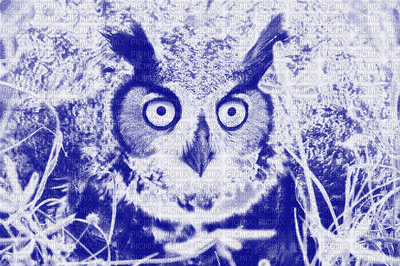 Kaz_Creations Backgrounds Background Animated Owl Blue - Ingyenes animált GIF
