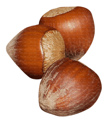 nuts bp - 無料png