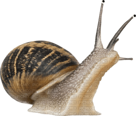Kaz_Creations Snail - Free PNG