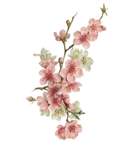 fleurs cerisier - png grátis