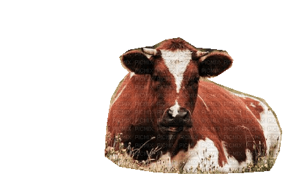 vache - δωρεάν png