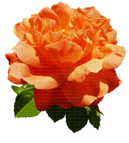 orange flower by tinyhoshi - PNG gratuit