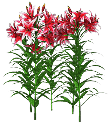 fleurs - фрее пнг