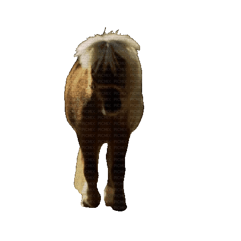Животные - Darmowy animowany GIF