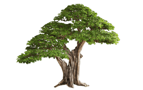 drzewo - darmowe png