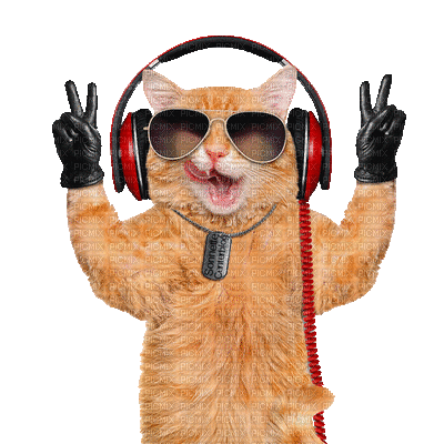 cat chat katze gif dance music fun anime tube animal sweet animated, cat ,  chat , katze , gif , dance , music , fun , anime , tube , animal , sweet ,  animated - Free animated GIF - PicMix