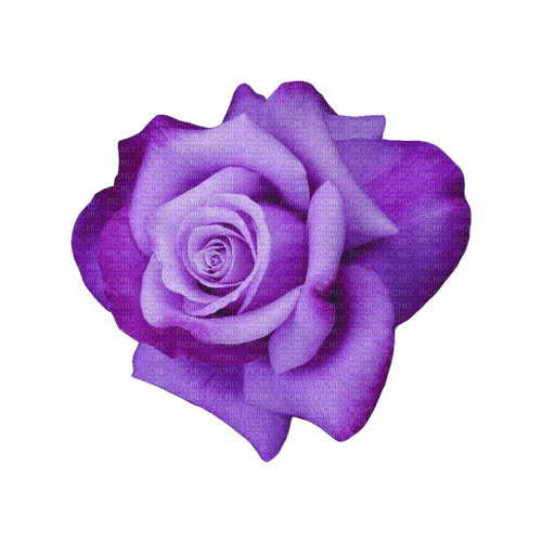 kikkapink deco scrap purple rose - png ฟรี