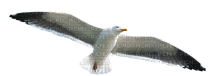 seagull - безплатен png