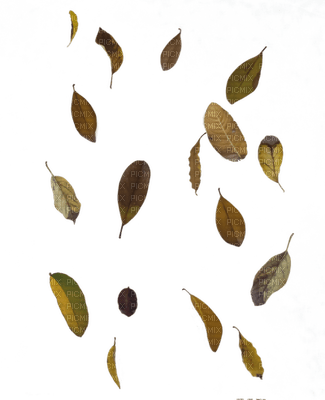 hojas - png grátis