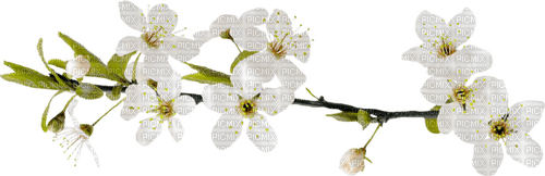 kikkapink branch flower flowers white - gratis png