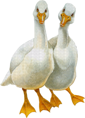 oie gif goose - GIF animado grátis