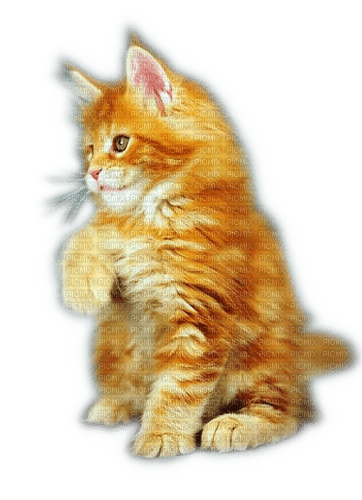 Rena Cat Katze Animal Tier - фрее пнг