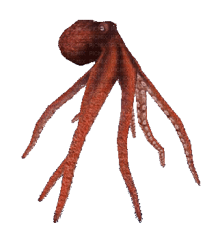 octopus - GIF animasi gratis