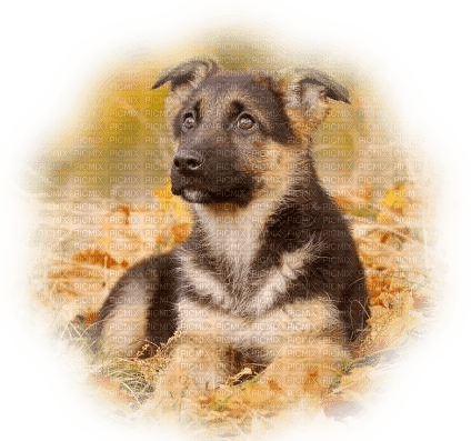 Herbst automne autumn dog chien - gratis png
