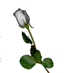 ruža - 無料png