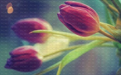 Kaz_Creations Deco  Flowers Backgrounds Background Colours - фрее пнг