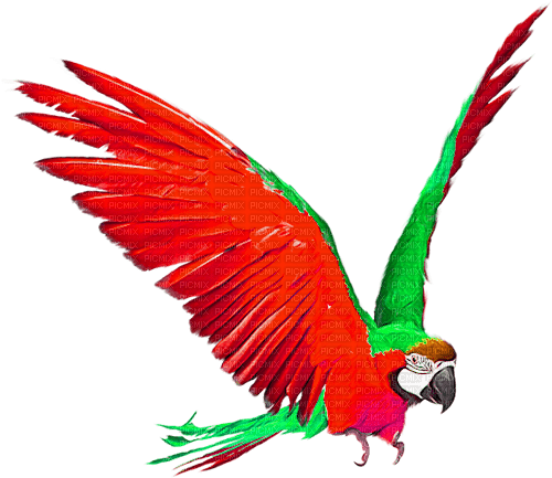 Parrot.Red.Green - PNG gratuit