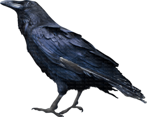 halloween autumn deco crow kikkapink - ücretsiz png