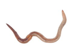 worm - zadarmo png