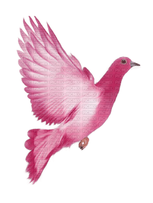 Kaz_Creations Birds Bird - png gratis