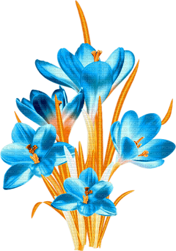 Flowers.Blue.Orange - zadarmo png